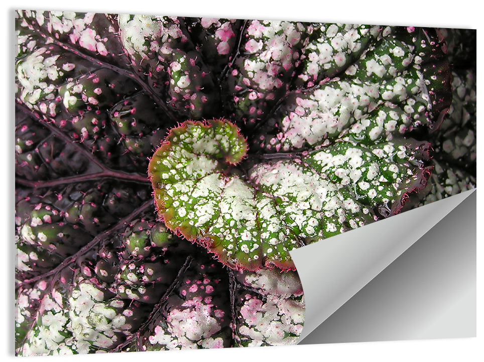 Begonia Leaf Spiral Geometry Wall Art