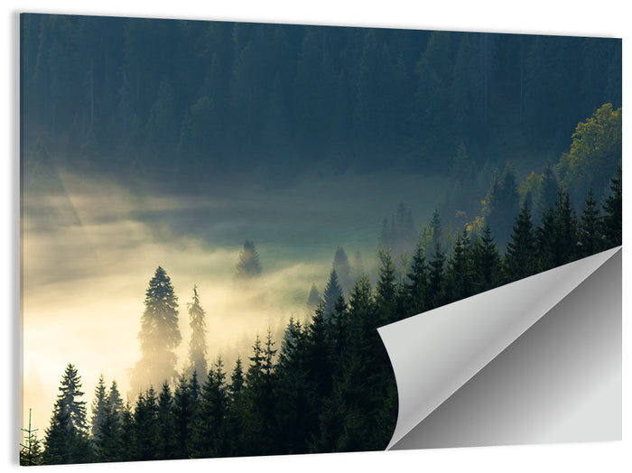 Conifer Valley Morning Mist Wall Art as a poster print