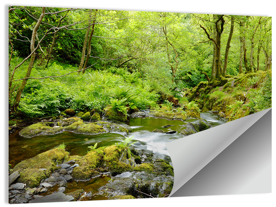 Mossy Stream Through Forest Wall Art