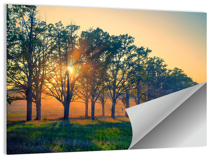 Oak Alley Golden Hour Wall Art as a poster print