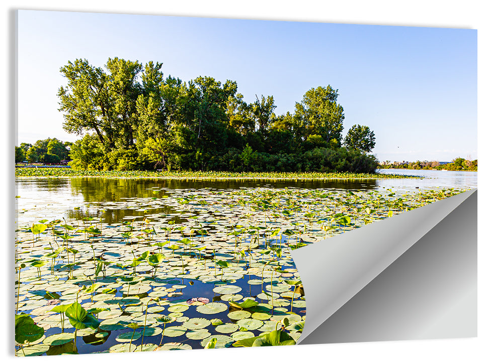 Carter Lake Lily Pads Wall Art