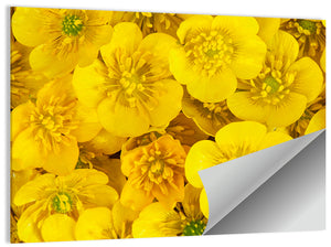 Wild Buttercups Wall Art