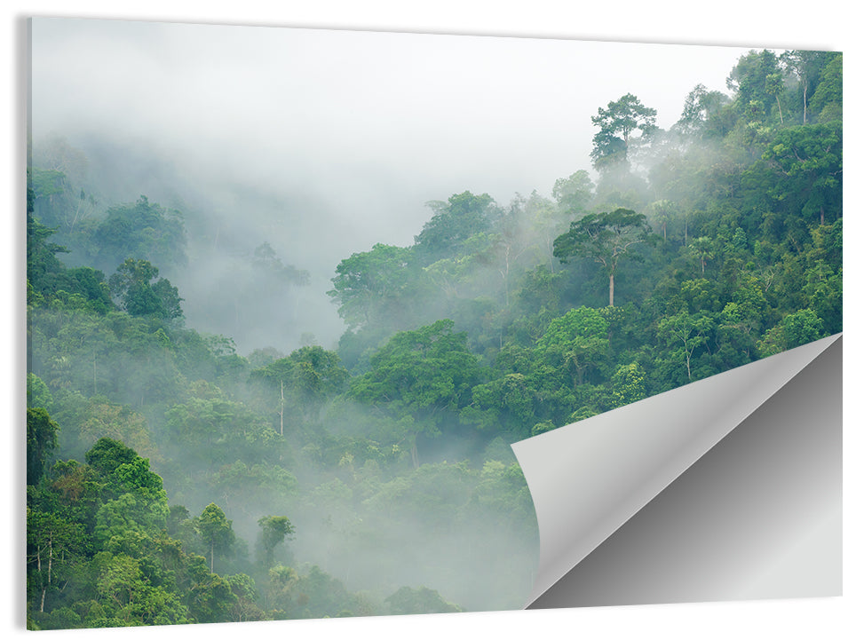 Misty Rainforest Morning Wall Art