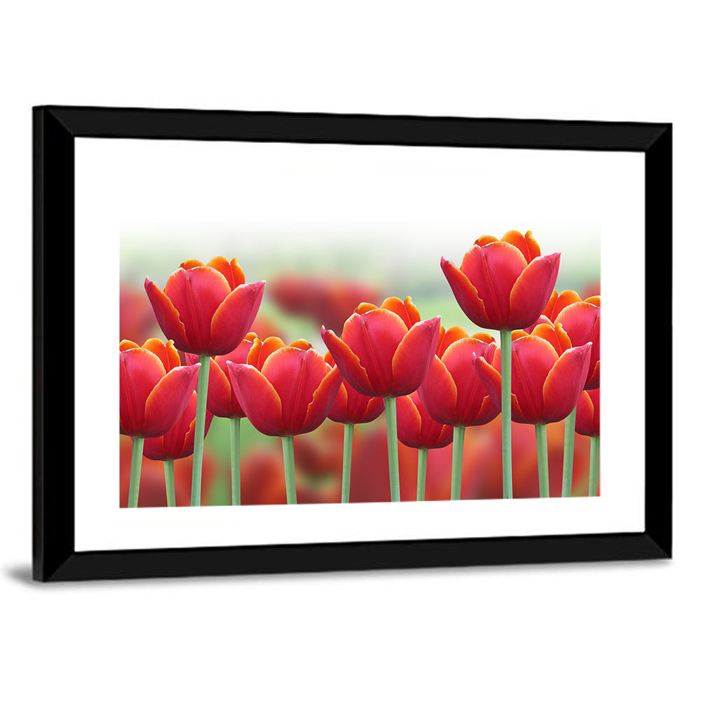 Tulip Flowers Wall Art