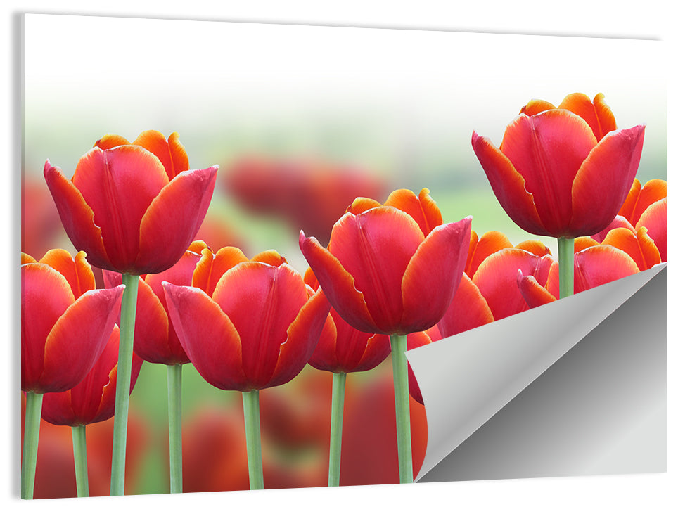 Red Tulips with Yellow Tips Wall Art