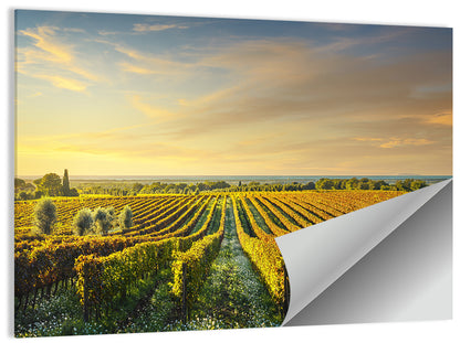 Bolgheri Vineyard Wall Art
