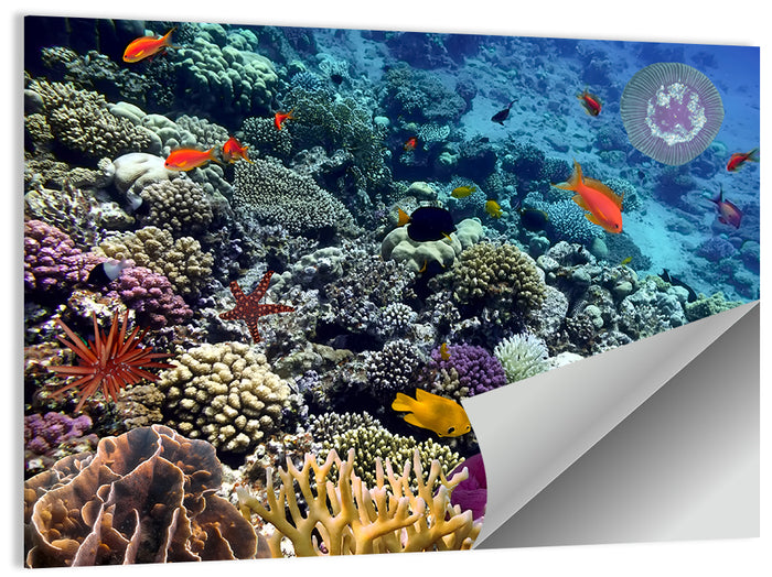 Vibrant Coral Reef Scene Wall Art as a poster print