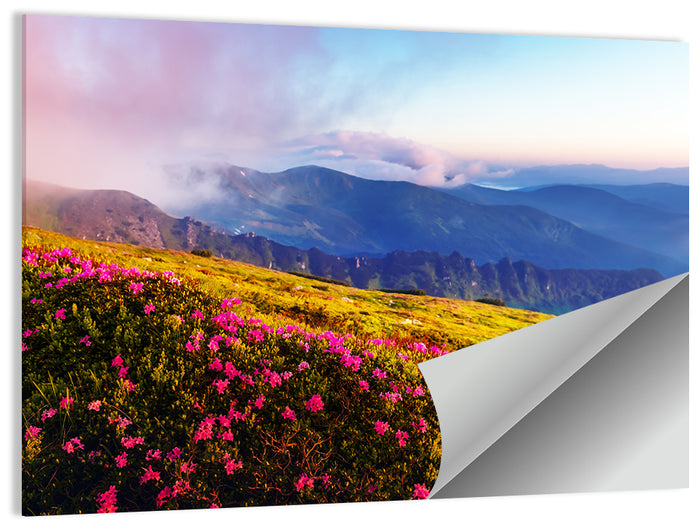 Alpine Rhododendron Meadow at Golden Hour Wall Art as a poster print