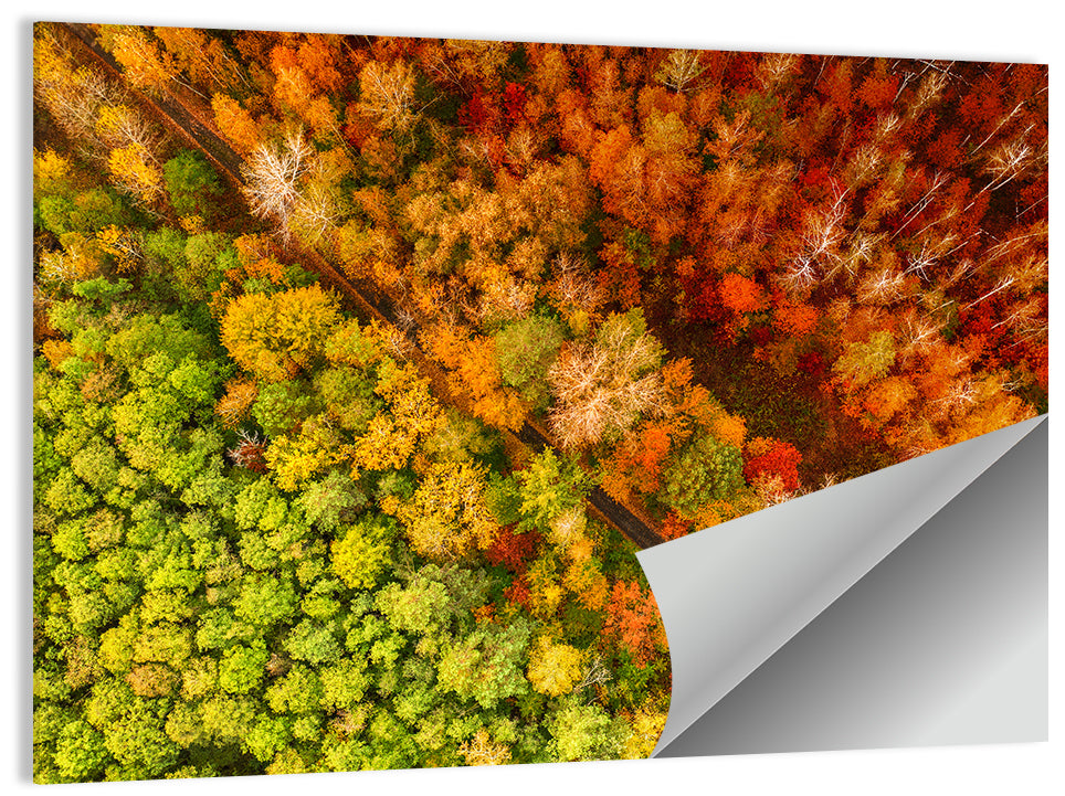 Winding Road Through Autumn Forest Wall Art