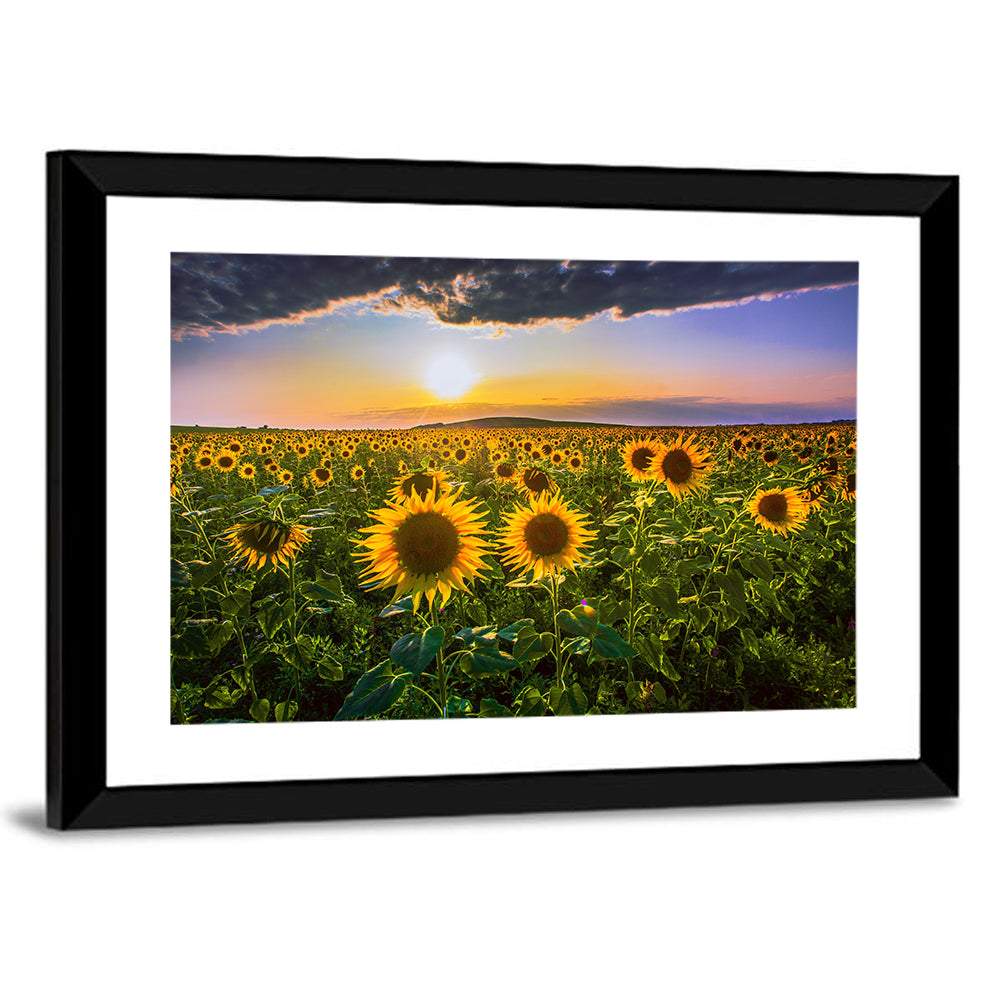 Sunflower Field at Golden Hour Wall Art