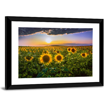 Field of Sunflowers Wall Art
