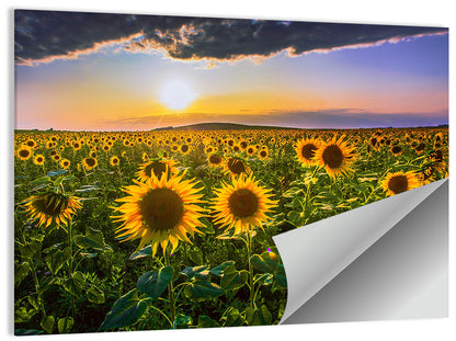 Field of Sunflowers Wall Art