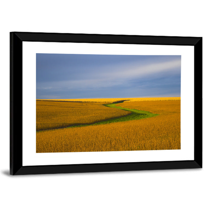 Golden Hour Soybean Field Wall Art as a framed print