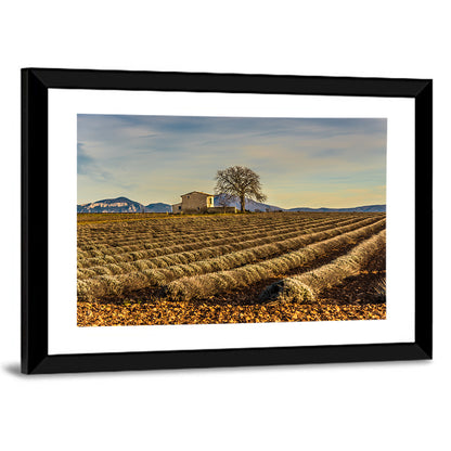 Rustic Provence Lavender Rows at Golden Hour Wall Art