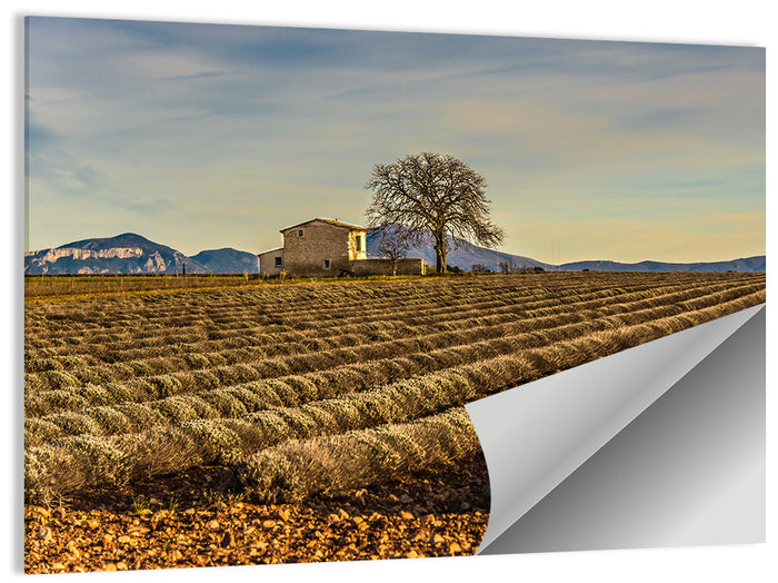 Rustic Provence Lavender Rows at Golden Hour Wall Art as a poster print