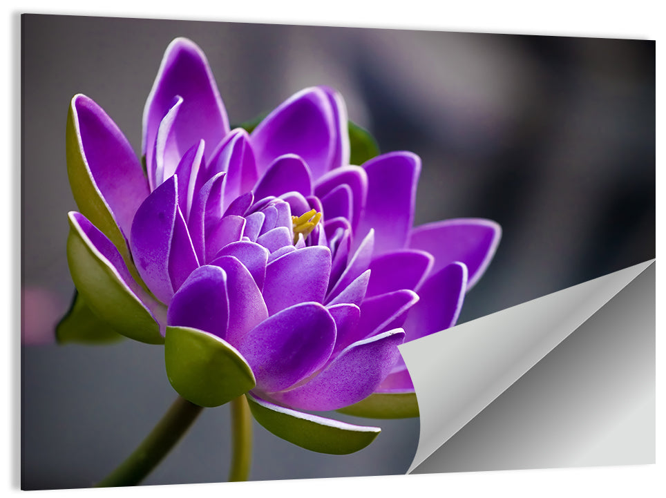 Purple Water Lily Close-up Wall Art