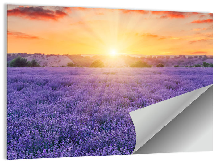 Lavender Field Sunburst Wall Art as a poster print