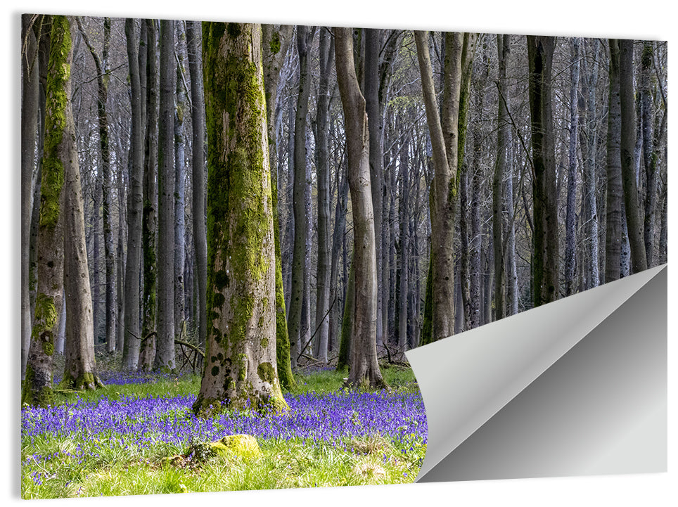 Bluebell Beechwood Grove Wall Art