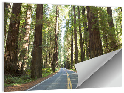 Giants Avenue Redwood Forest Road Wall Art