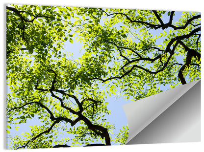 Sunlit Tree Canopy Wall Art