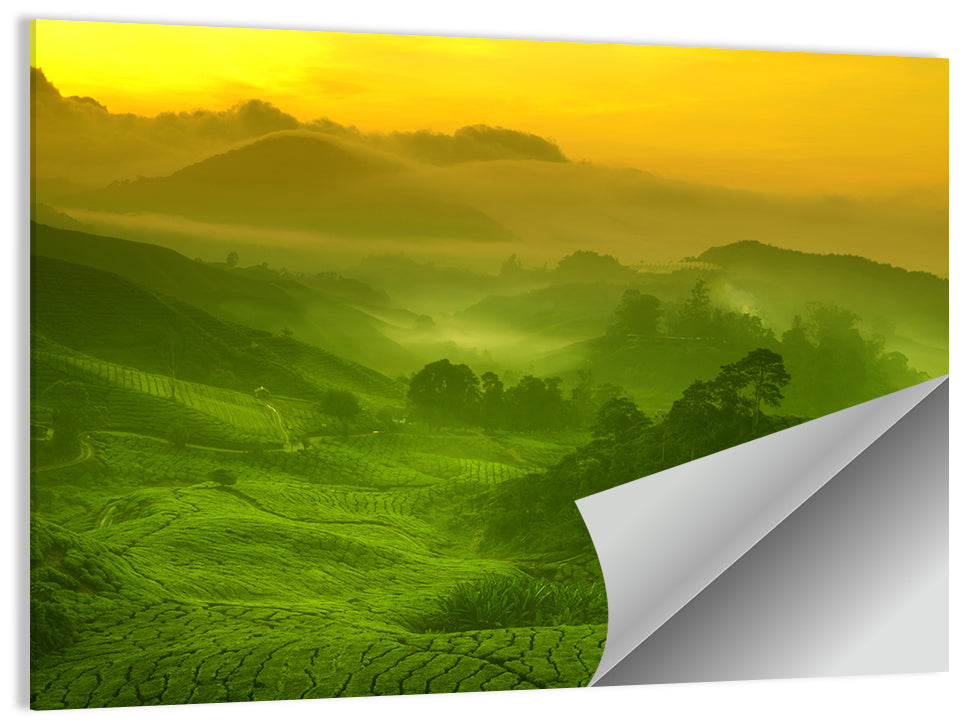 Sunlit Tea Plantation Hills Wall Art