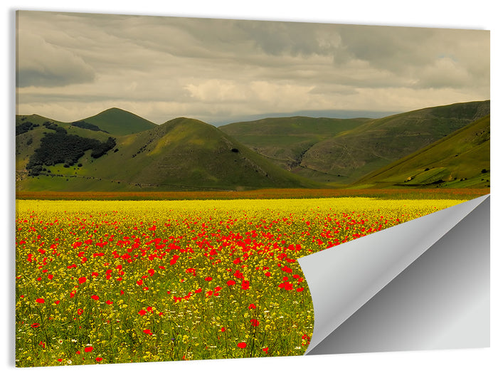 Castelluccio Wildflower Meadow Wall Art as a poster print