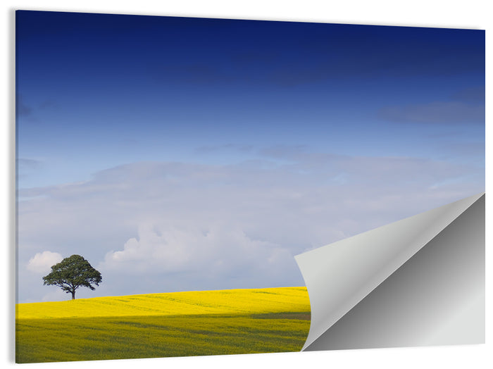 Solitary Tree Over Rapeseed Field Wall Art as a poster print