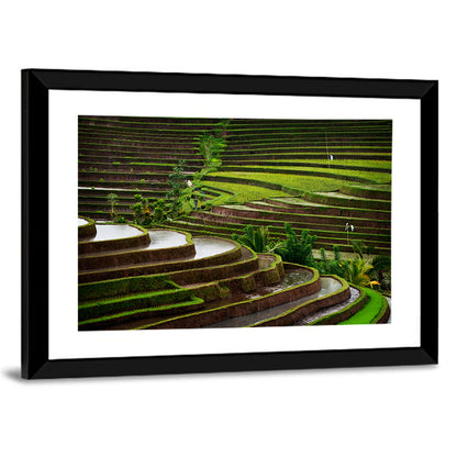 Lush Rice Terraces Wall Art