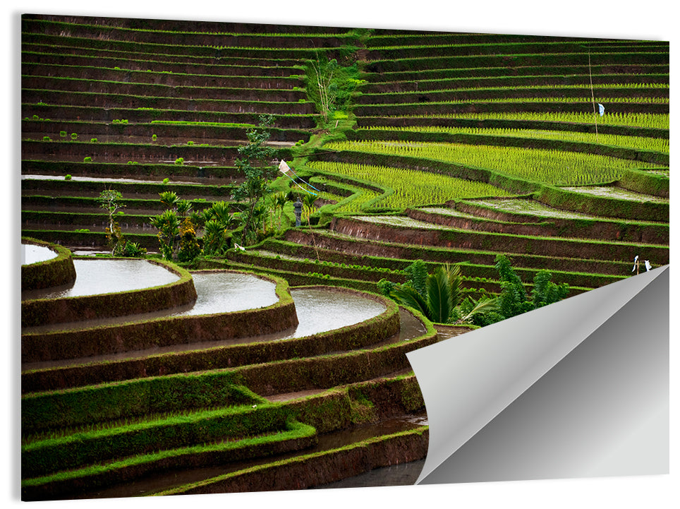 Lush Rice Terraces Wall Art