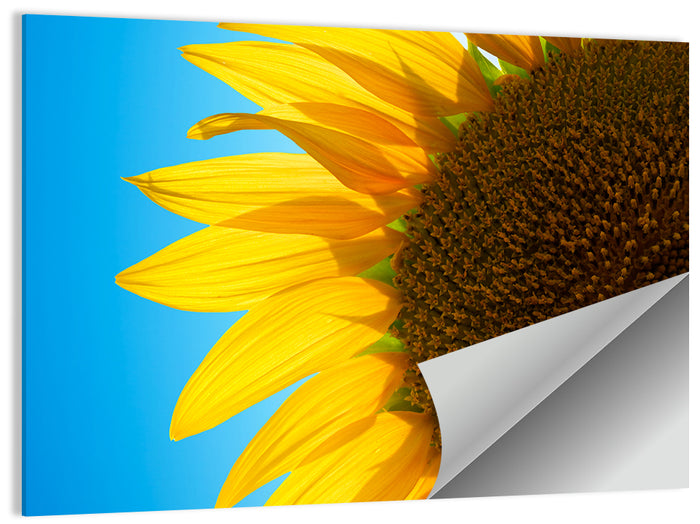 Sunflower Close-up Wall Art as a poster print