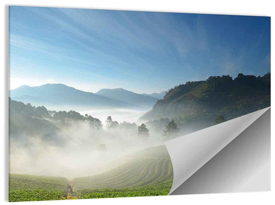 Sunlit Terraced Tea Hills Wall Art