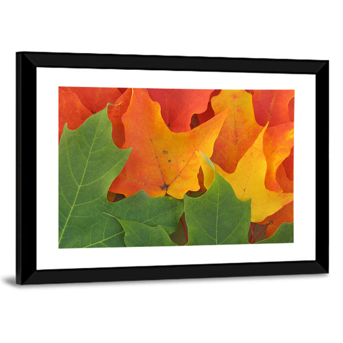 Autumn Maple Leaves Wall Art as a framed print