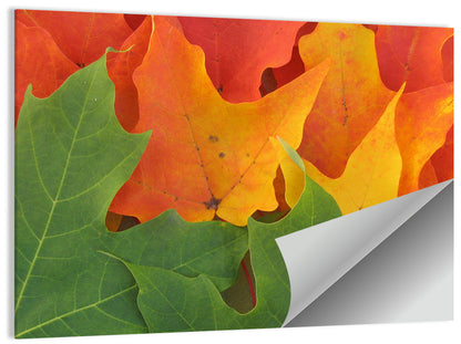 Autumn Maple Leaves Wall Art