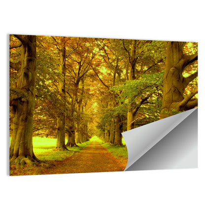 Beech Tree Lane at Golden Hour Wall Art