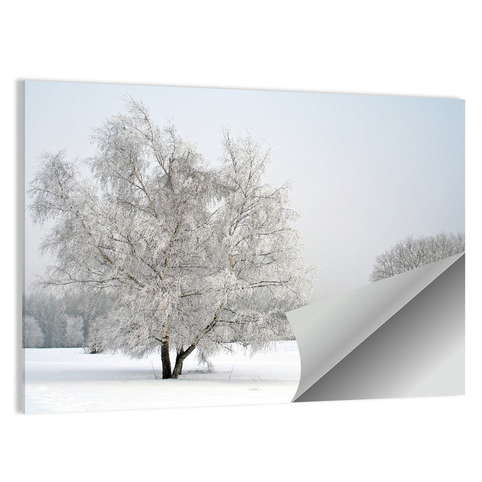 Frosted Birch Grove Wall Art as a poster print