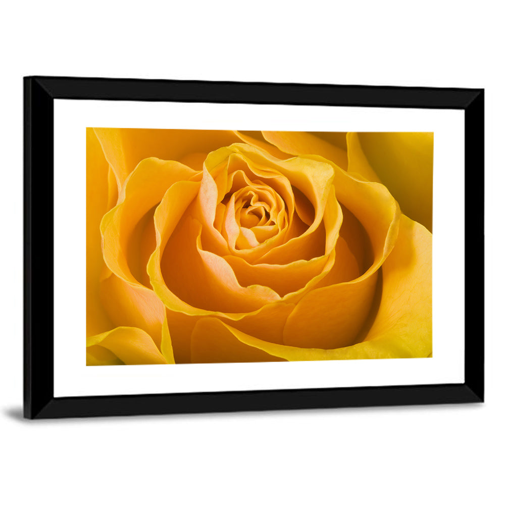 Yellow Rose Close-up Wall Art