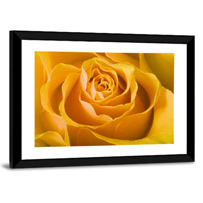 Yellow Rose Close-up Wall Art
