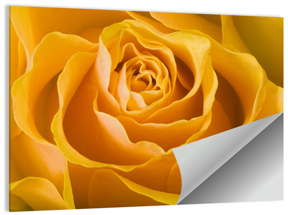 Yellow Rose Close-up Wall Art