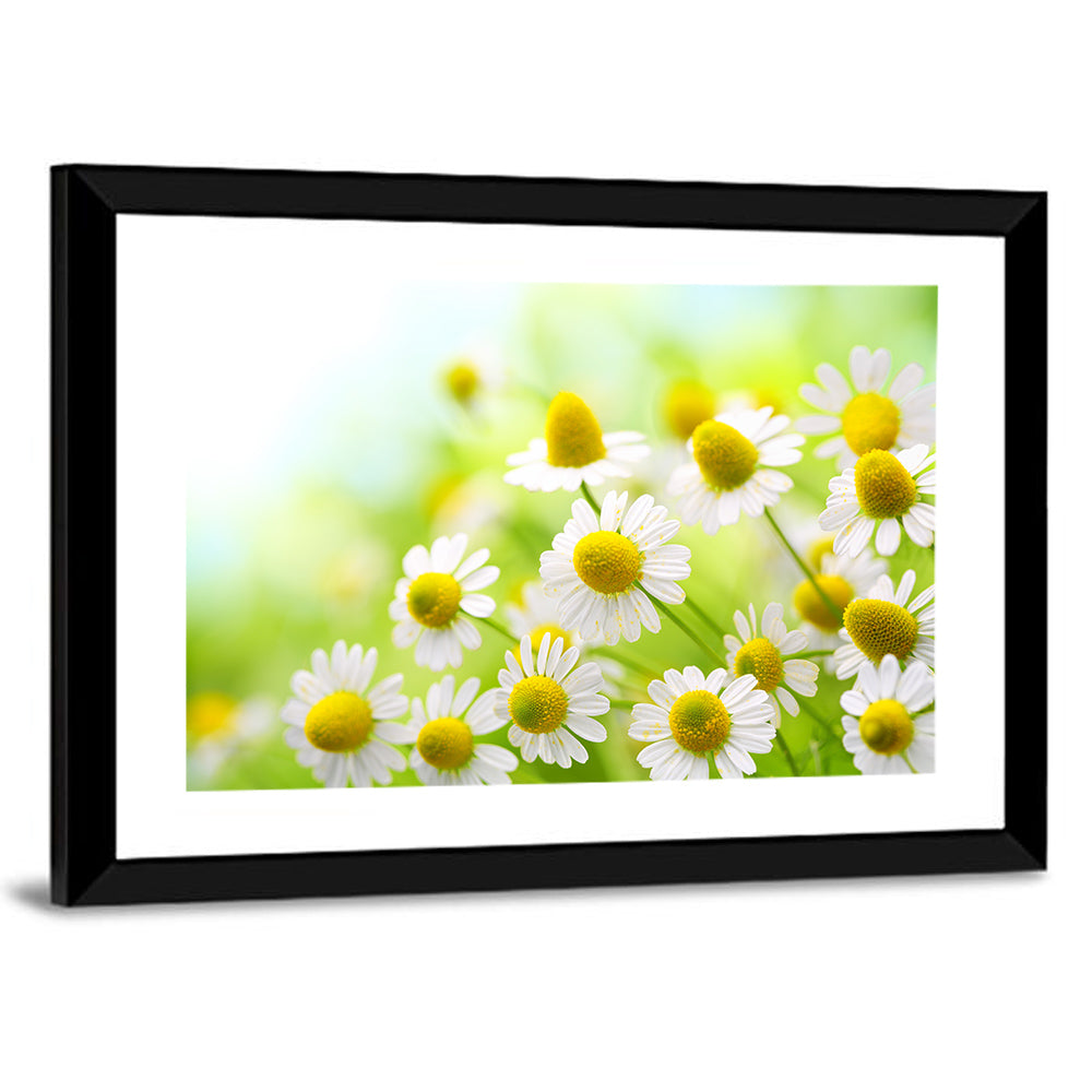 Chamomile Close-up Wall Art