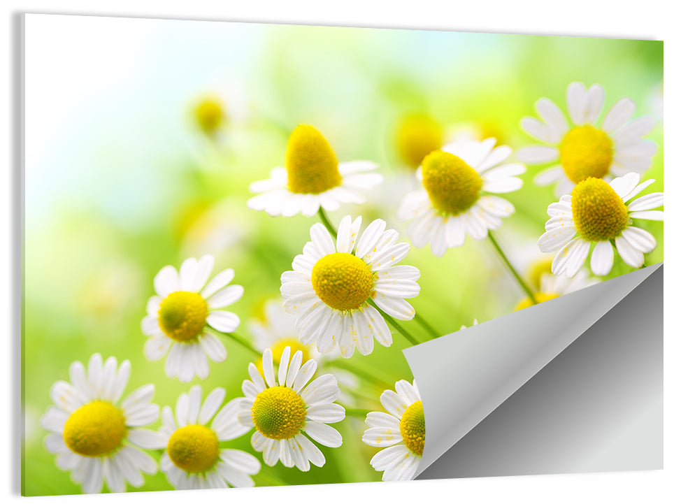 Chamomile Close-up Wall Art