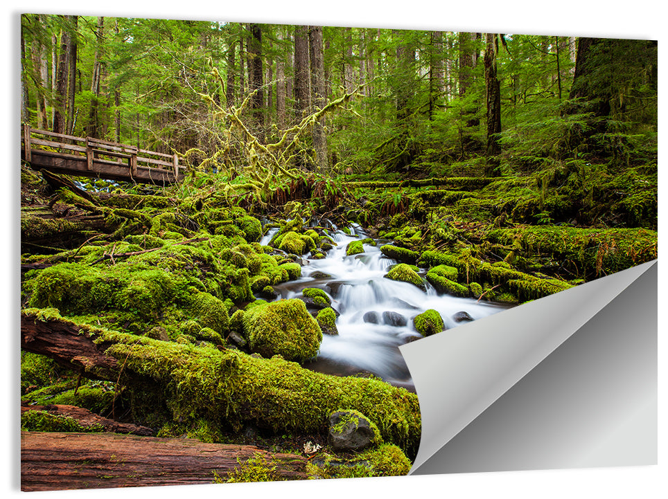 Mossy Cascade Forest Stream Wall Art