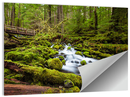 Mossy Cascade Forest Stream Wall Art