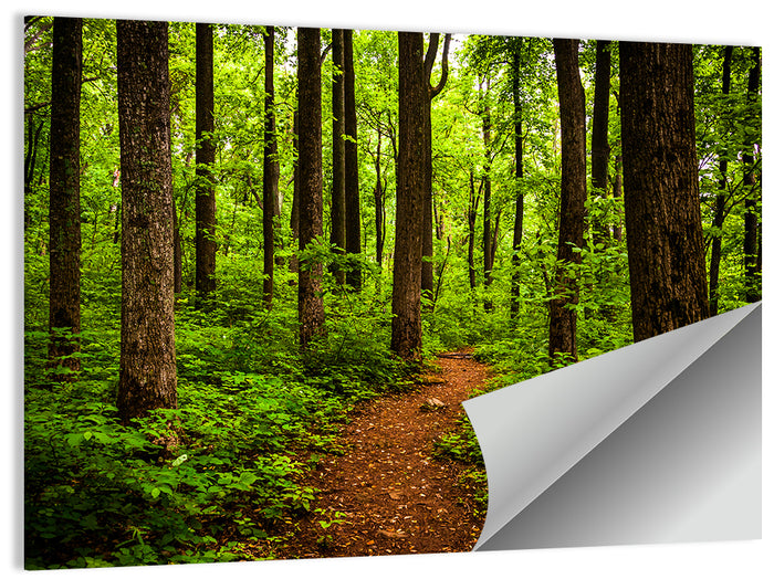 Shenandoah National Park Trail Wall Art as a poster print