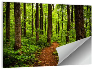 Shenandoah National Park Trail Wall Art