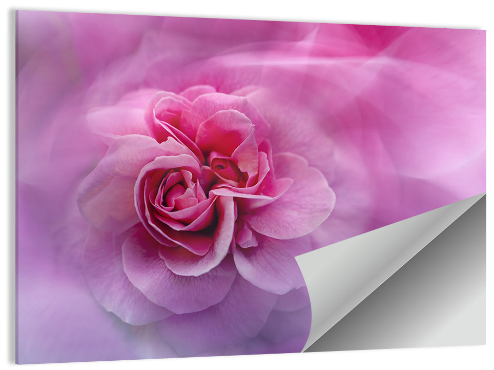 Ethereal Pink Rose Bloom Wall Art