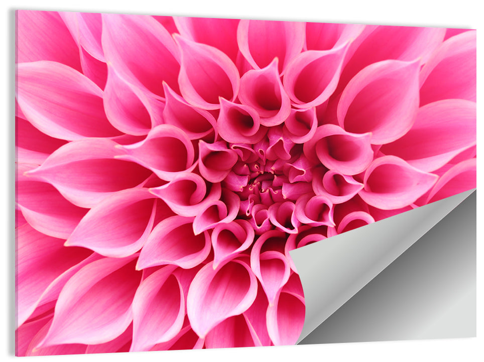 Pink Dahlia Spiral Close-up Wall Art