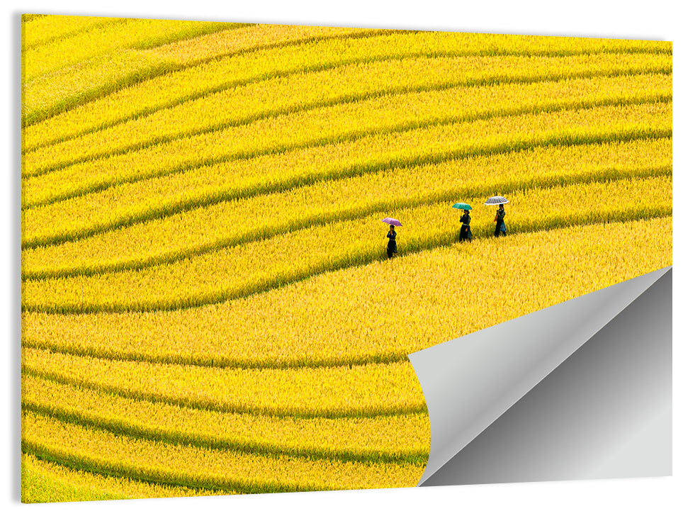 Golden Rice Terraces with Umbrellas Wall Art
