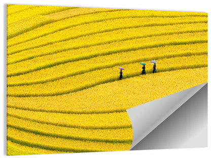 Golden Rice Terraces with Umbrellas Wall Art