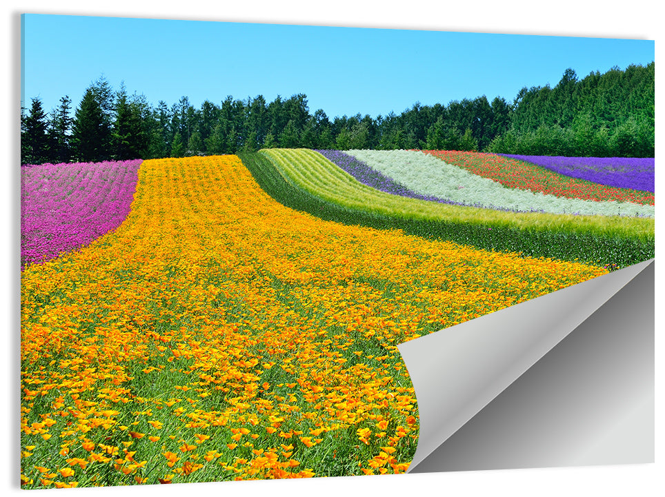 Tomita Flower Fields, Nakafurano Wall Art