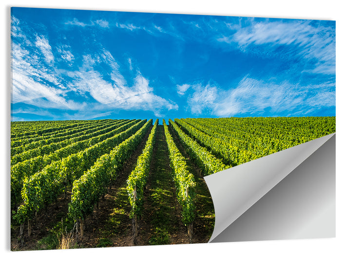 Luxembourg Vineyards Wall Art as a poster print